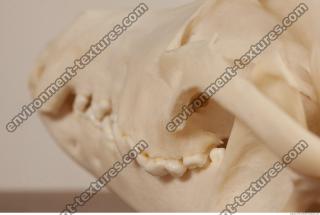 photo reference of skull 0033